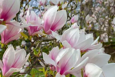 Magnolia Tree Seeds - 10 Seeds - Beautiful Pink/White Flowers (Magnolia Soulange • $8.49