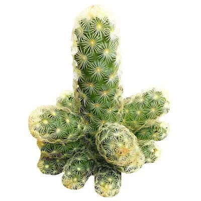 Lady Fingers Cactus Mammillaria Elongata | Succulents Care (2'' Or 4'') • $10.85