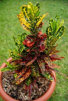 Bush On Fire Croton | Mamey | Mammy | Live Plant | Outdoor/Indoor • $19.90