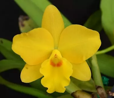 OoN Cattleya Orchid SJS241 Hawaiian Chic X Sophro Coccinea FS Div 100mmP • $30