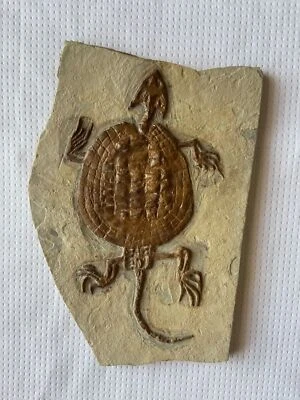 $299 • Buy Placochelys Fossil Turtle Dinosaur Placodonts Skeleton With Skull Claws Triassic