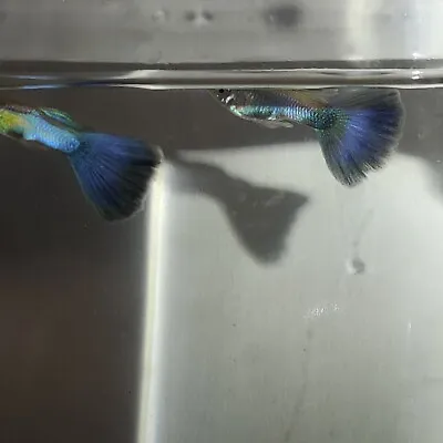 Japan Blues Fancy Guppies • $34