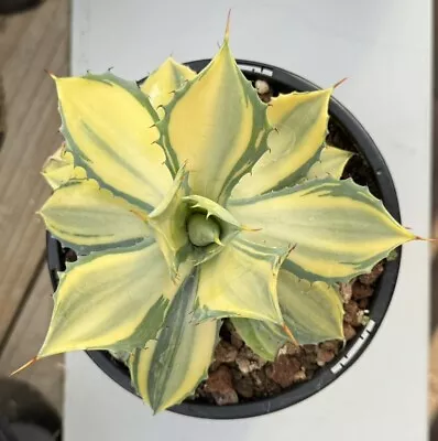 Agave Isthmensis Variegated Rare Plant • $199