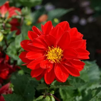 Dahlia- Opera- Red- 15 Seeds - - BOGO 50% Off SALE • $3.79