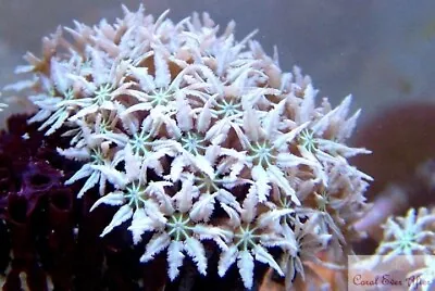 Rare White Organ Pipe Coral Lps Marine Frag Not Sps Or Soft Coral  • £20