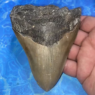 Megalodon Shark Tooth 5.18” Huge Teeth Meg Scuba Diver Direct Fossil Nc 2869 • $46