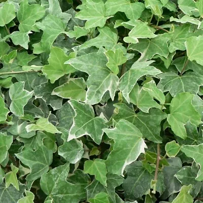 T&M Hedera Helix Glacier Perennial Climber Potted Garden 1.7L Potted Plant • £24.99