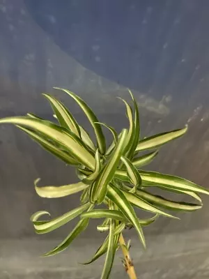 10 LIVE Spider Plants - Variegated  Fresh Cuts  Free Shipping! • $13.95