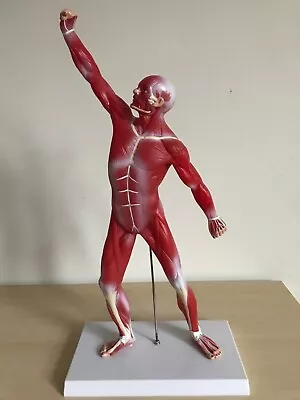 Muscular System Model Human Muscles Anatomy Axis Scientific 20   • $60