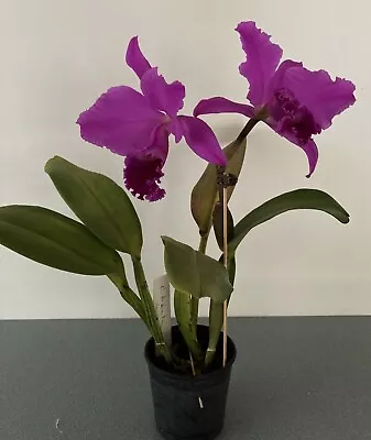 Orchid. Cattleya Labiata H.f. Rubra. SPECIES. In Flower! • $28