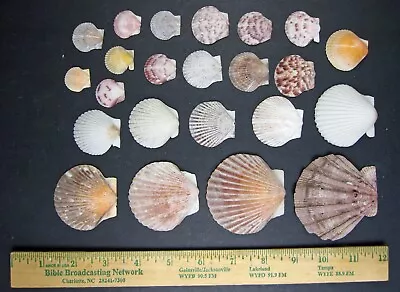 Sea Shells Scallops Lot Of 23 Variety Of Sizes Large To Small • $11.95