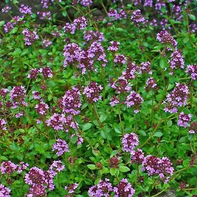 £1.50 • Buy Thymus Serpyllum - 2500 Seeds - Creeping Thyme 