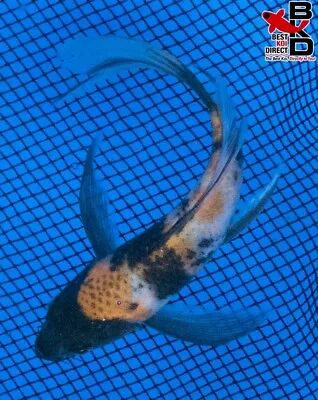 5  BUTTERFLY SHOWA Live Koi Fish Garden Pond 3/20 • $21.99