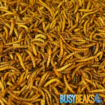 BusyBeaks Dried Mealworms - High Quality Wild Bird Food Treats For Garden Birds • £159.99