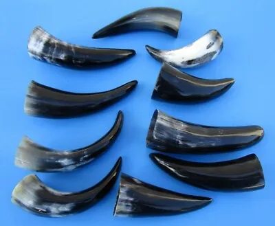 10 Pc Lot Of 6 To 8 Inch Polished Cattle/Buffalo Horns From India Taxidermy (S) • $24.99