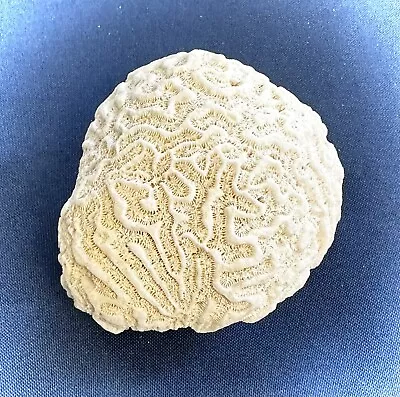 White Brain Coral Specimen 1 Lb • $22.95