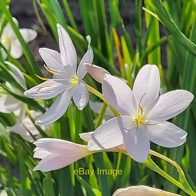 Photo 6x4 Schizostylis Coccinea Kaffir Lily Also Known As Hesperantha. C2021 • £2