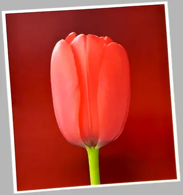 Robert Mapplethorpe Print Pink Tulip Flower Artwork Home Office Décor Gift • $20