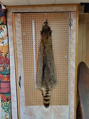 Wall Hanger Tanned Raccoon Hide 45  Long Tip Of Nose To Tip Of Tail • $55