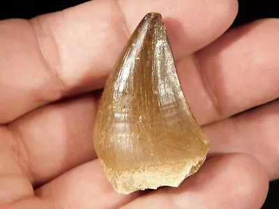 100 Million Year Old! Mosasaurus TOOTH Fossil From Morocco 15.8gr • $15.99