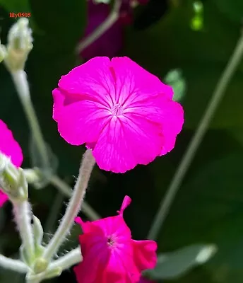 Rose Campion Heirloom Lychnis Coronaria  Perennial Lot 5 Plants Free Shipping • $16.99