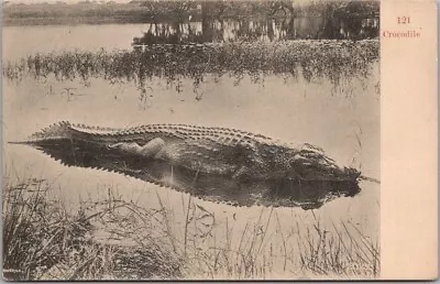 Vintage Animal Greetings Postcard  CROCODILE  Made In Germany C1910s • $4