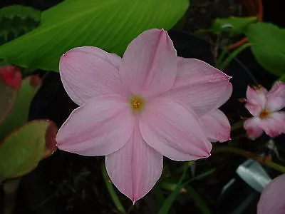 Rain Lily Zephyranthes Labufarosea Mixed Colors 5 Bulbs NEW Habranthus • $18