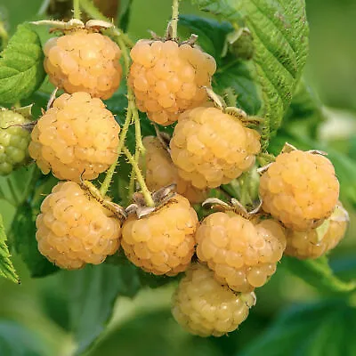Raspberry All Gold Late Season Yellow Fruiting Perennial Garden Plant In 3L Pot • £11.99