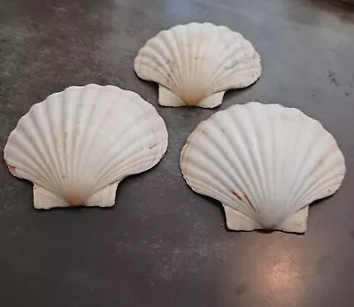 Natural White Scallop Seashells Range From 5  To 6  In Size. • $17.99