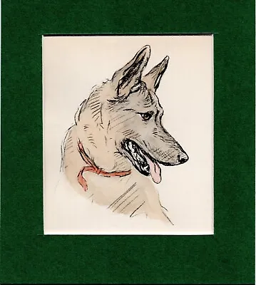 Lucy Dawson ~ German Shepherd / Alsatian ~ Hand Coloured Genuine Vintage 1937 • $9.95