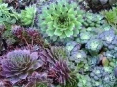 Special Offer 3 Individual Plants Sempervivum • £9.65