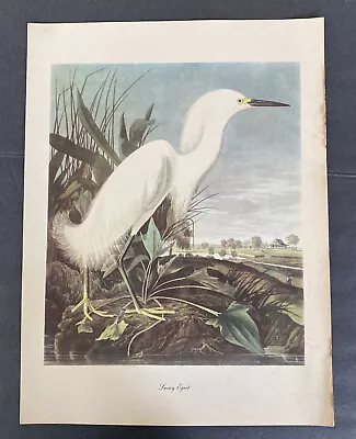 Audubon Birds Of America Snowy Egret Roger Tory Peterson Print Vintage See Pics • $26.80