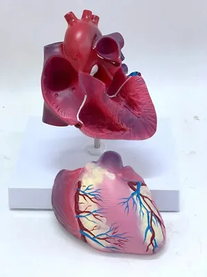 1:1 Life Size Medical Science Anatomical Human Heart Teaching Model • $64.22