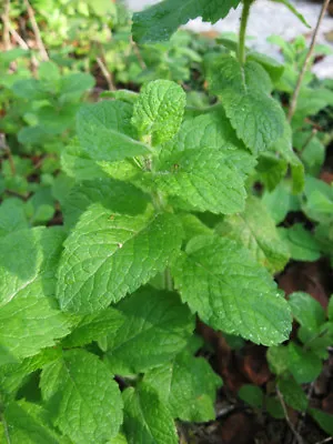 £1.29 • Buy Herb  Mint Round Leaved  Mentha Rotundifolia  0.2 Gm  ~ 2500 Seeds (organic)