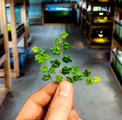 String Of Frogs / Ficus Pumila 'Quercifolia' (Stem Cutting) Live Terrarium Plant • $24.95