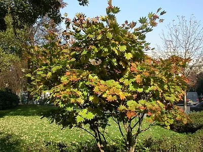 $4.99 • Buy Acer Shirasawanum Ogurayama JAPANESE FULLMOON MAPLE Seeds!