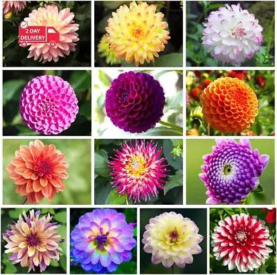 300+ Mix Dahlia Seeds Compound Petals Multi-Color Beautiful Annual Outdoor Gard • $20