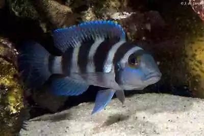 Lamprologus Tretocephalus Tanganyika Cichlid 4cm • £20