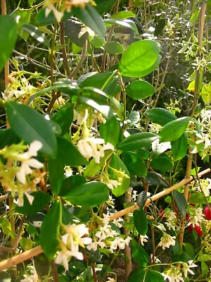 6ft-7ft Inc.pot Evergreen Hardy Jasmine Trachleospermum Jasminoides 7litre • £59.99