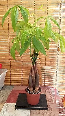  Money Tree / Feng Shui Plant / Good Luck Tree + FREE 1 Plant Food • $25.95