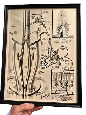 Vintage Style Print Human Anatomy Artwork Medical Pictures By Frank Netter-Frame • $25