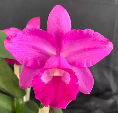 RON Cattleya Orchid Rlc. Charming Song 'Eljay' X C. Cherry Bee 'Anthea' (B883) • $32