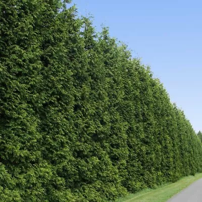 Green Giant Arborvitae Pack Of 2 Plants 7-10” Tall • $19