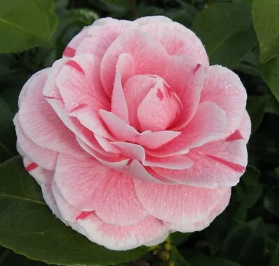 T&M Camellia Jap. Bonomiana Pink Garden Plant Hardy Shrub Flower Plant 9cm Pots • £14.99