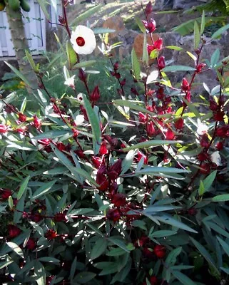 30 Roselle Seeds Gongura Sour-leaf Sorrel Hibiscus Sabdariffa  • $2.75