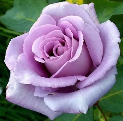 BLUE MOON Hybrid Tea Bush Rose  Fragrant Icy Blue/lilac/mauve Blooms 3 Lit Pot • £22.99