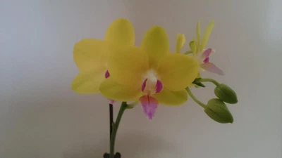 $35 • Buy In Flower Now Phalaenopsis Plant Orchid In Spike Fragrant Yellow With Pink Lip