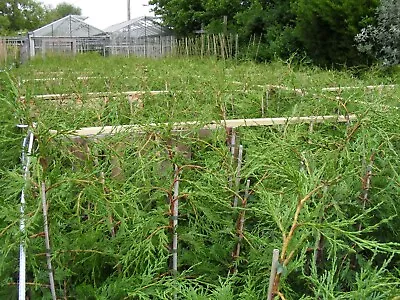 100 X 3 Ft Leylandii Hedging BIGGER 2/3 LT POTS -SEE DETAILS FIRST • £595