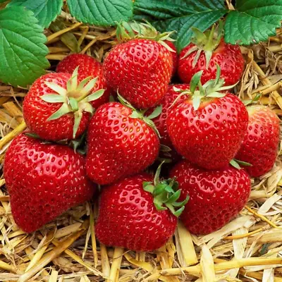 Strawberry 'Honeoye' Bare Root Hardy Mid Season Garden Bush Fruit Plants • £7.99