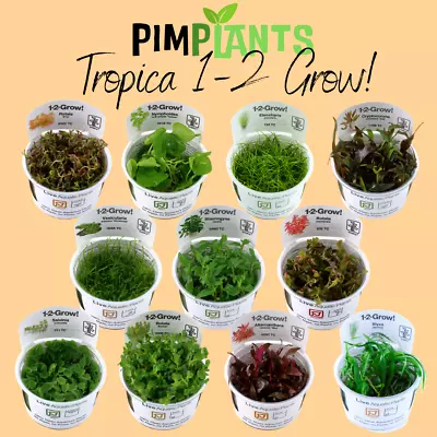 £8.99 • Buy Tropica Live Aquarium Plants1-2 Grow Aquascaping Shrimp Safe Aquatic Pest Free